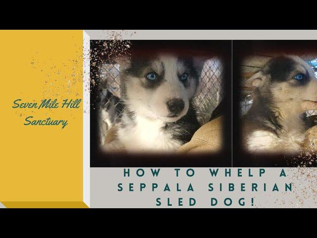 HOW TO WHELP A SEPPALA SIBERIAN SLED DOG!