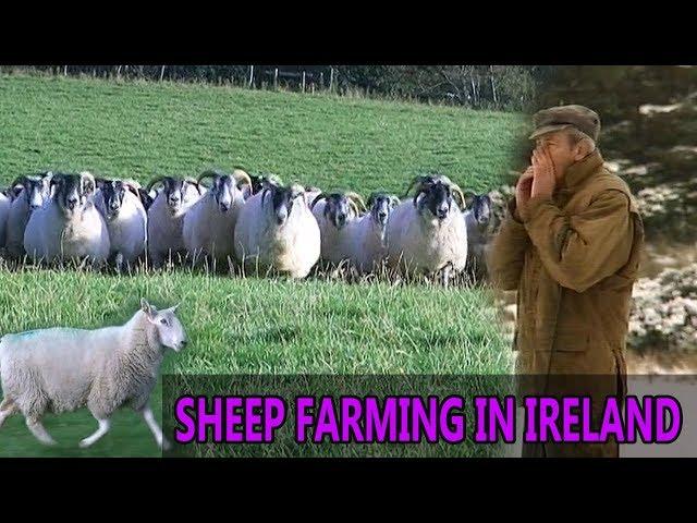 Sheep Farming in Ireland  --   Rare Breeds of Sheep