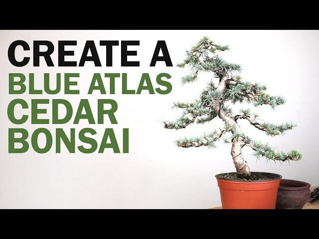 How to Make a Blue Atlas Cedar Bonsai Tree - Preparation and Styling