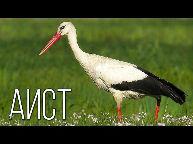 Storks: Birds bringing peace and children | Interesting facts about storks