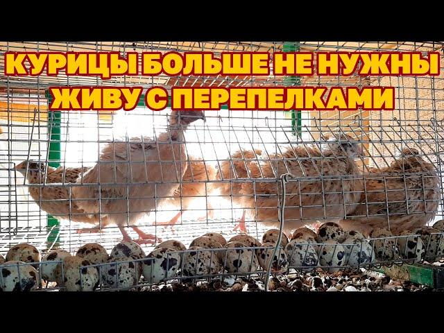 ОТКАЗАЛАСЬ ОТ КУР НЕСУШЕК В ПОЛЬЗУ ПЕРЕПЕЛОВ /МИНУСЫ ПЛЮСЫ ВЫРАЩИВАНИЯ ПЕРЕПЕЛОК@obovsemsmarusya