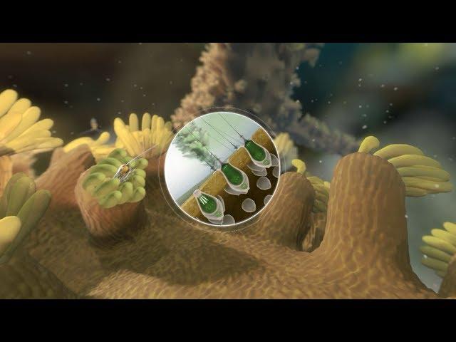 Is a Coral a Predator, a Producer, or Both?  | California Academy of Sciences