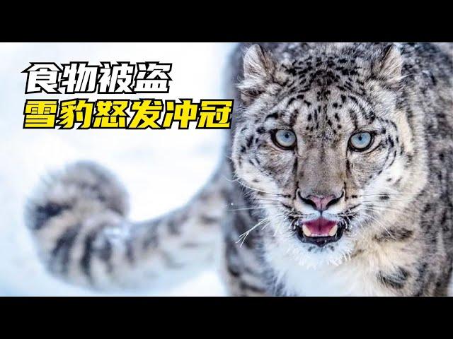 心酸：雪豹艱難狩獵巖羊，卻被其它動物又偷又搶