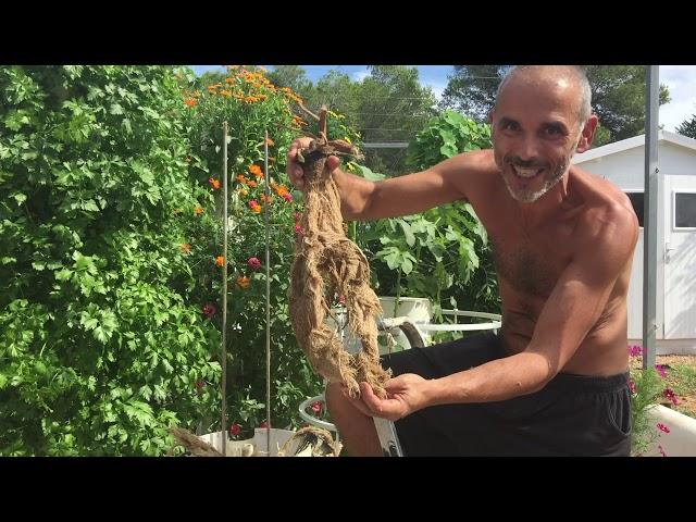 Growing tomatoes on a Tower Garden | tomato roots