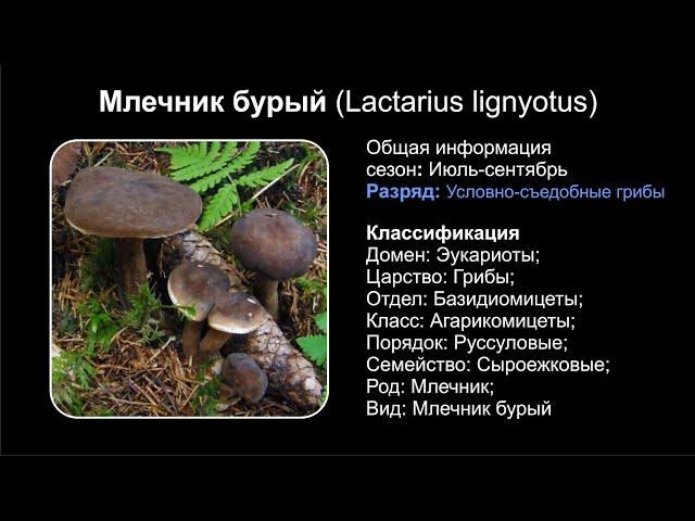 Млечник бурый (Lactarius lignyotus)