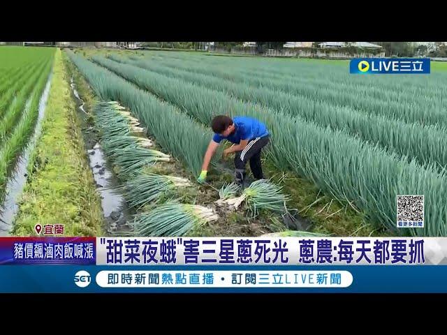 蔥農無語問蒼天... "甜菜夜蛾"害三星蔥死光 又遇極端氣候接連幾個月下雨.乾旱缺水樣樣來 銷量.產量大減逾70% 農委會研發新藥救蔥農│【LIVE大現場】20230405│三立新聞台