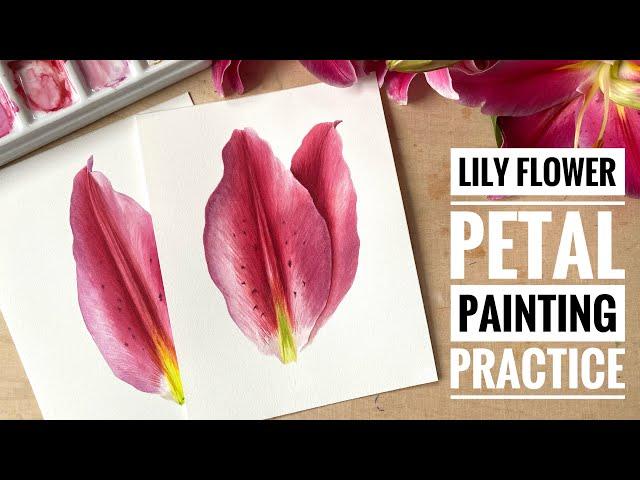 Lily flower petal watercolor painting practice | Lily flower art