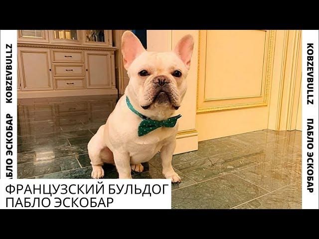 Один день с Французским Бульдогом / Пабло Эскобар