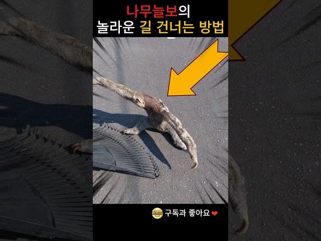 나무늘보의 놀라운 길 건너는 방법