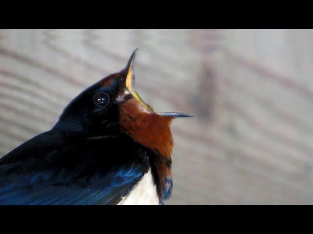 Vogelgeluiden: Layang-layang asia, Boerenzwaluw, Hirundo rustica. Song of the Barn swallow.