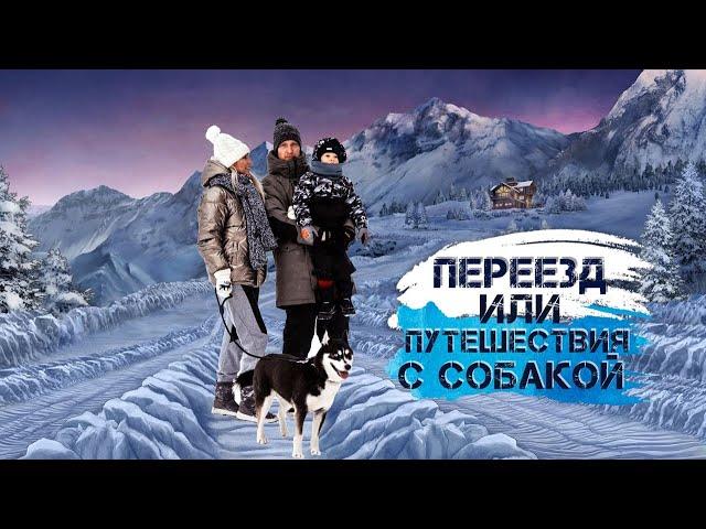 Путешествие и переезд с собакой! Как подготовить собаку к переезду или путешествию?