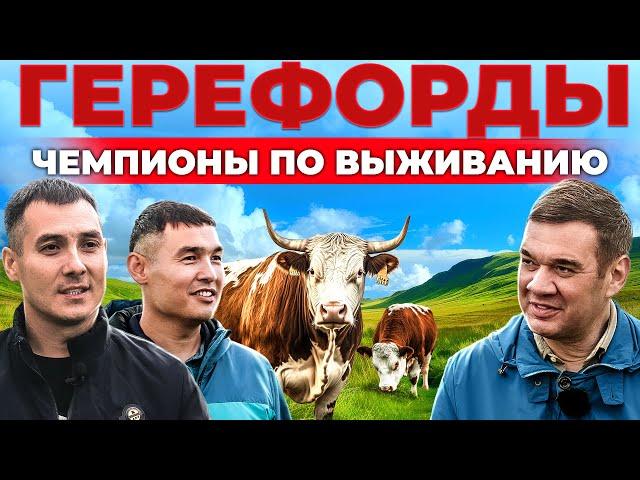 Откорм БЫЧКОВ без навесов.  Почему герефорды растут даже в Сибири? Мясное животноводство