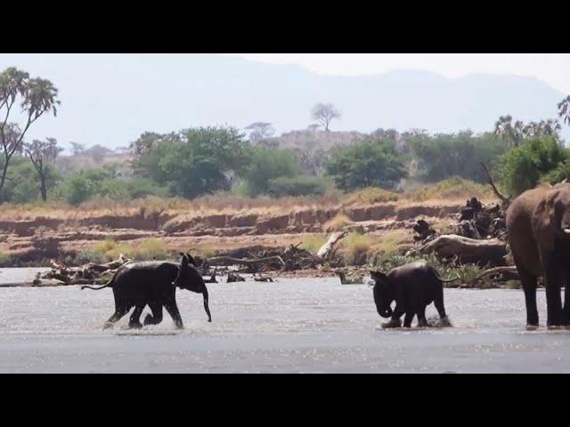 Samburu elephants river crossing - part 5 - baby runs back to friends, trumpeting