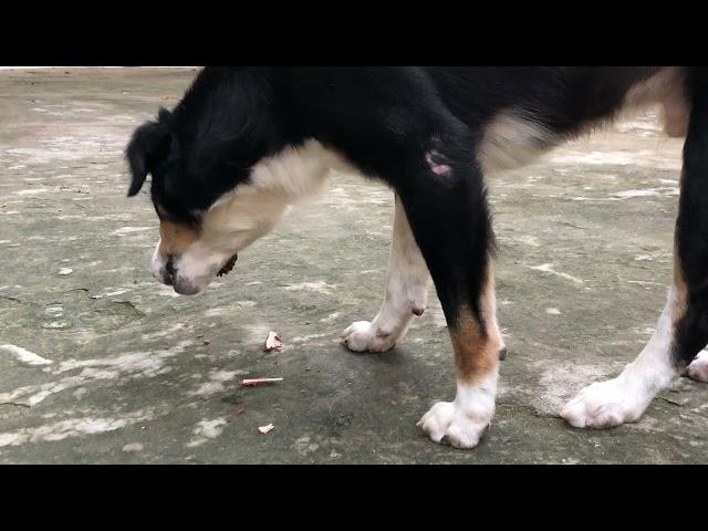 Dogs eat bone again episode 296| By Dog Food TV