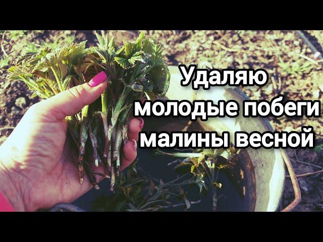Зачем нужно удалять крапивку малины весной на летних и ремонтантных сортах
