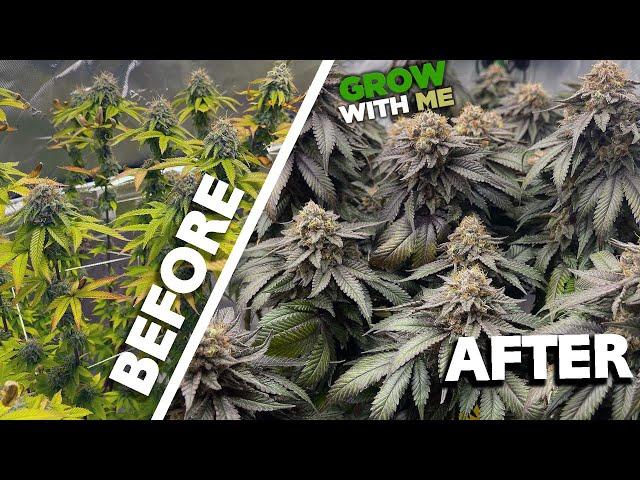 How to Grow Weed – A Week by Week Beginner’s Journey – 1.6 Pounds from 3 Plants!!!!