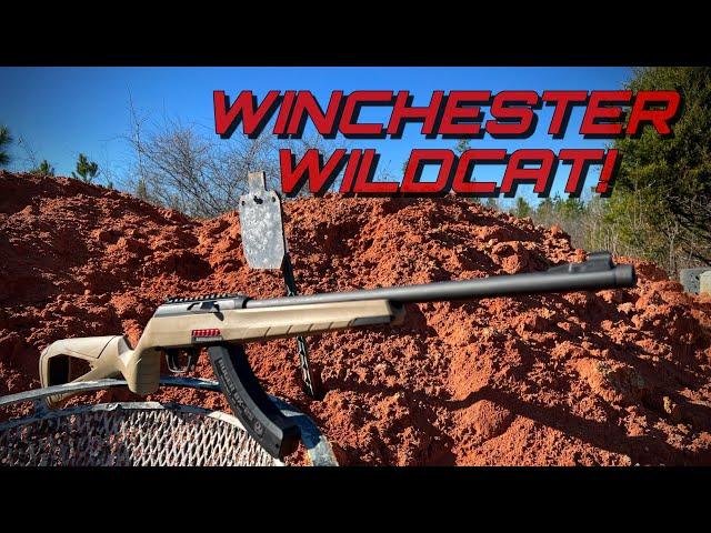 Winchester Wildcat! An Awesome Budget .22 Rifle!