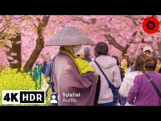 2024 Japan Earliest Cherry Blossoms - Kawazu Sakura - 4K HDR Relaxation - 3 Hours