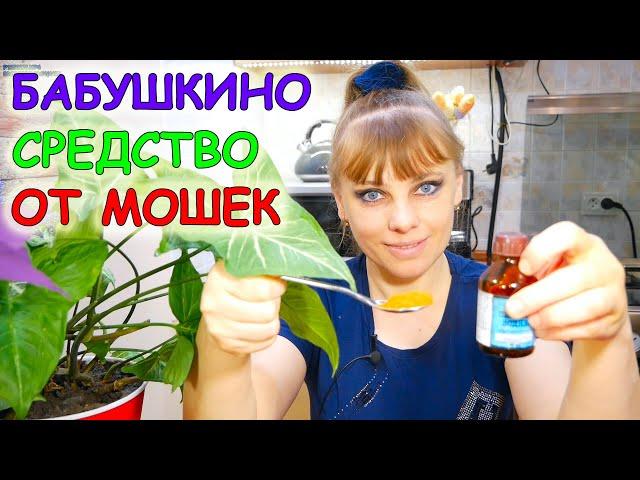 Бабушкино средство от мошек! Мошки в комнатных цветах. Как избавиться от мошек в комнатных горшках.