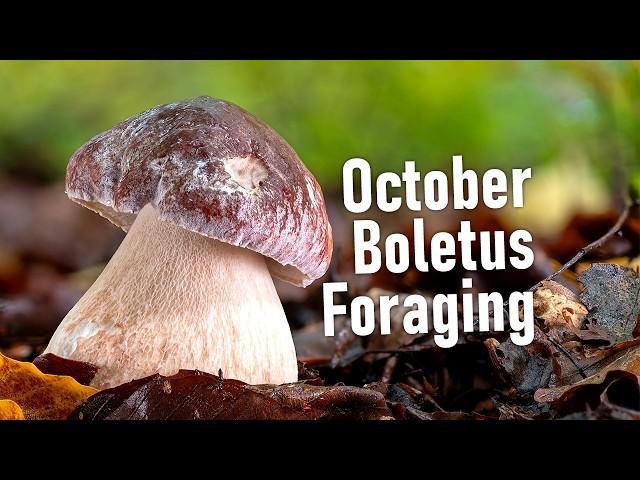 Wild Mushrooms Foraging in October - Boletus edulis | Boletus pinophilus | Funghi Porcini | Hriby