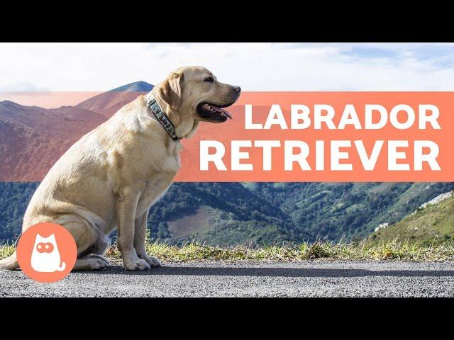 LABRADOR RETRIEVER - ALL About This Popular Breed