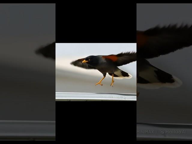 Javan Myna ! , #kansu@vita #birds #birdslover#youtubeshorts #nature