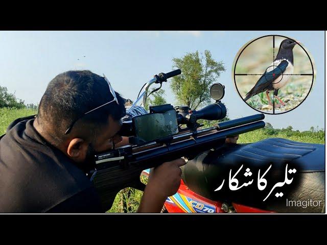 Tiliyar ka Shikar  || Rosy Starling Hunting with P15 & MHF airpearls #hunting