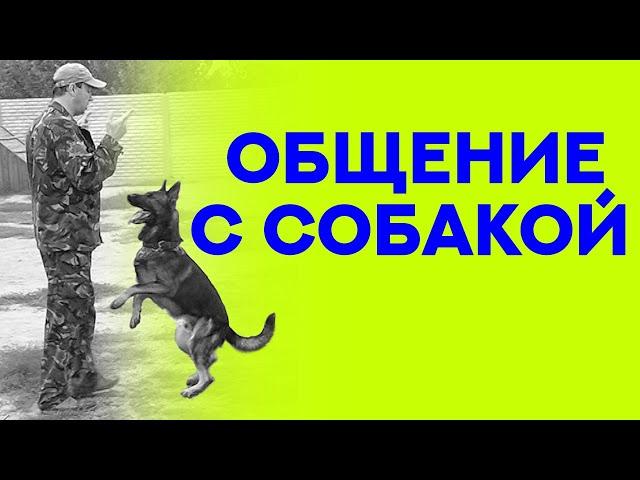 Немецкая Овчарка Скиф. Невероятно умная собака. The smartest dog in the world. Working Shepherd.