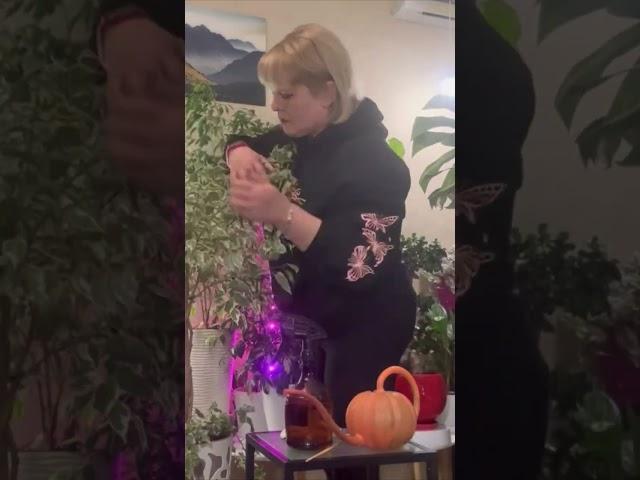 Моє повсякденне життя!))) Every day, I take care of my plants