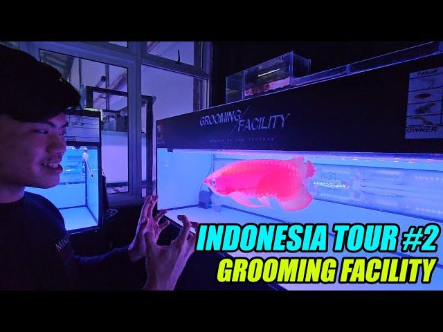 Indonesia Tour Vlog #2  | Arowana Grooming Facility