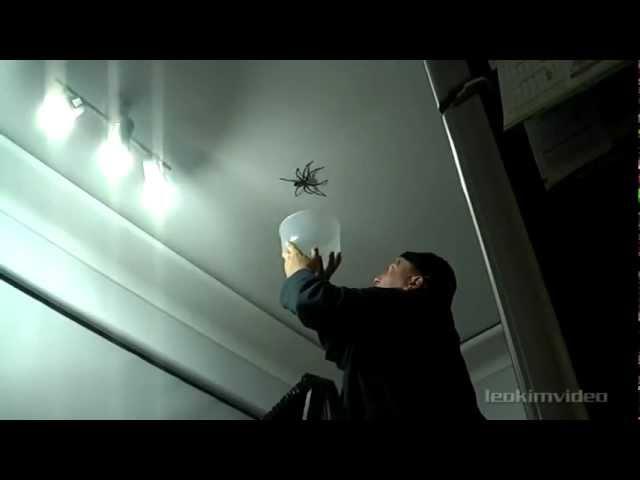 Huge Spider Falls on Father