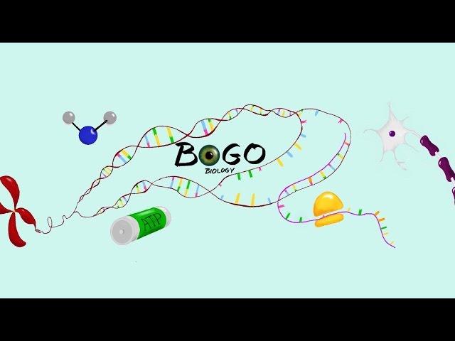 Welcome to BOGObiology!