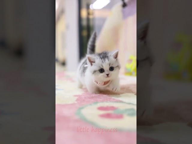 cute kitten  #17 #kitten  #pet #Cat short video #cute kitten #meme video