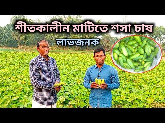 শীতকালীন লাভজনক মাটিতে শসা চাষ || Winter Cucumber Farming @unnatakrishibangla