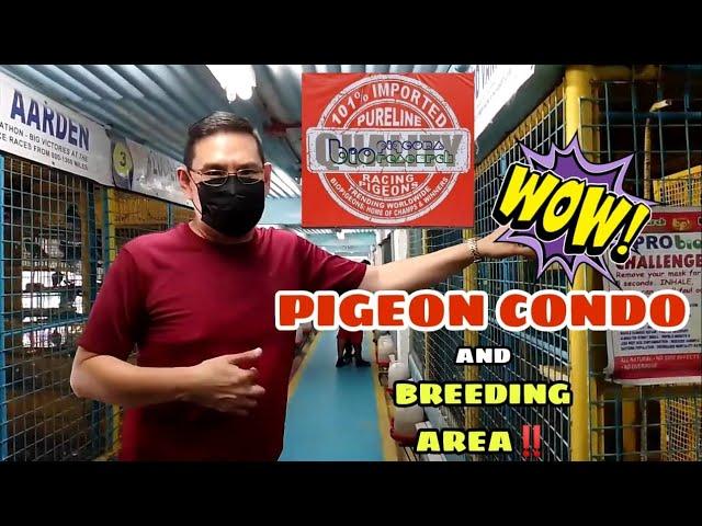 BIO RESEARCH BIO PIGEON | PIGEON CONDO AND BREEDING AREA | VLOG #4