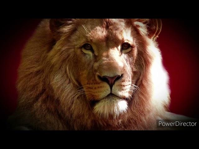 Lion attitude || nature in lion|| lion video|| short || #NMT VLOG ##