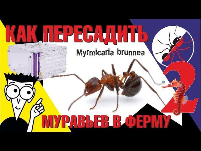 How to transplant ants into an ant farm. Myrmicaria brunnea