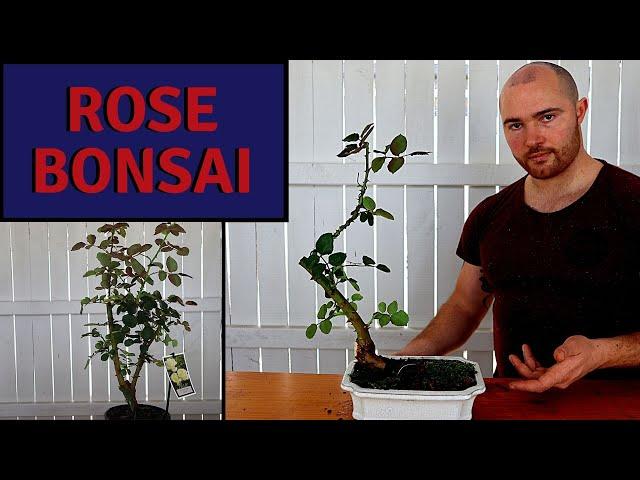 Making a Rose Bonsai from Nursery Stock