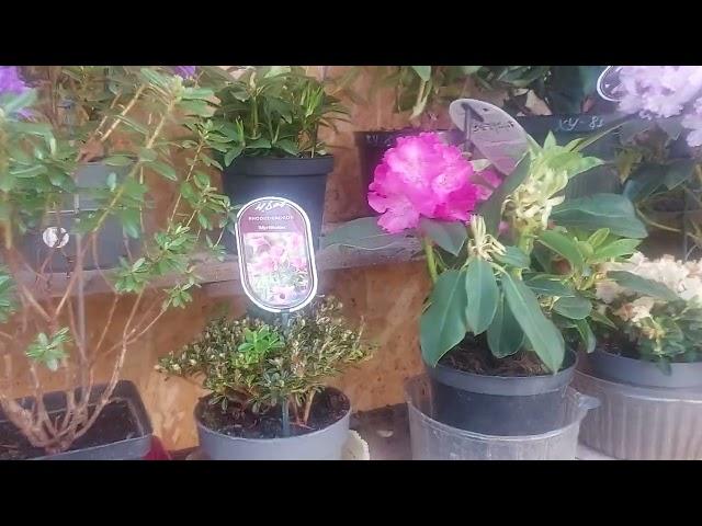 РАСТЕНИЯ В ПРОДАЖЕ