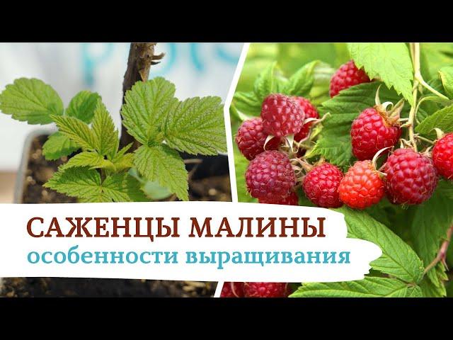 Саженцы малины - особенности выращивания