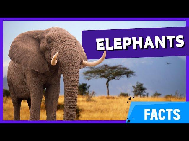 Kids Educational Videos | Kindergarten and Elementary English Science | Animals Adventure | Elephant