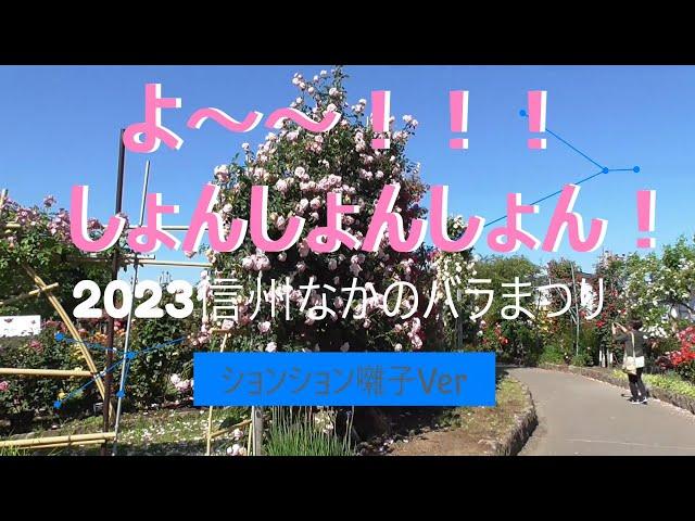 バラ公園（一本木公園）満開の様子　ションションVer（2023信州なかのバラまつり　＃５）