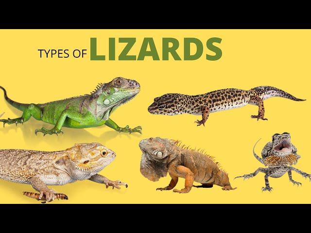 25 Types of Lizards | Learn the Names of Lizards Species | Reptiles for Kids | Educational Video