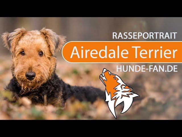 ► Airedale Terrier [2021] History, Appearance, Temperament, Training, Exercise, Care & Health