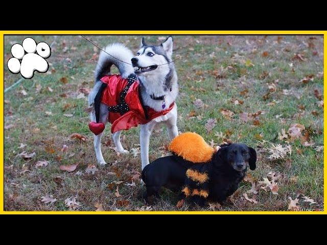 PAW VLOG ► COSTUME PARTY! | Week 5