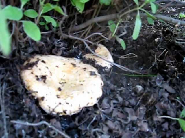 cyprus mushrooms  Saffron milk cap