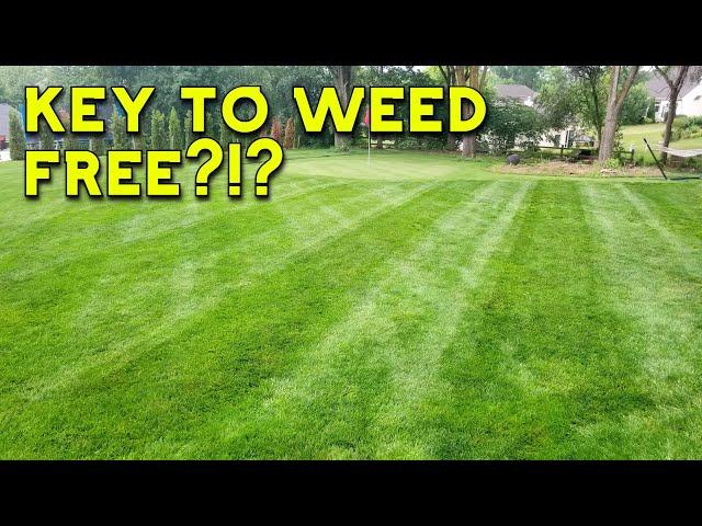 Beginners Guide to Understanding Pre-Emergents