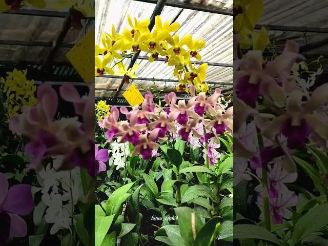 #orchidlovers #orchid #youtube #orchidflower #youtubechannel #youtuber  #orchidworld #smallbusiness