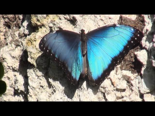 Blue morpho butterfly basking in sun.