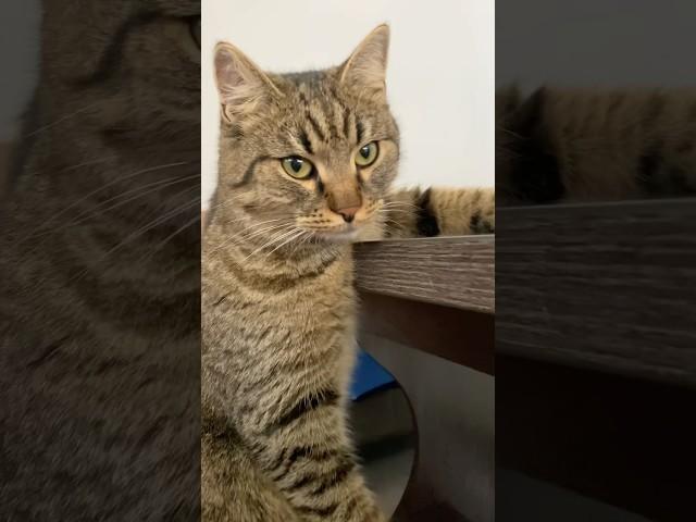 Это последний ролик с бобром #youtube #cat #веселыекоты #shortvideo #кот #видосыоткота #catlover
